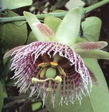 Passiflora Ligularis